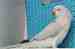 Indian Ringneck Parakeet