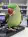 Alexandrine