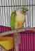 Conure