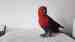Eclectus