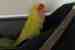 Lovebird