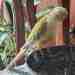 Conure