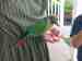Conure