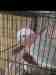 Galah Cockatoo