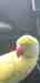 Indian Ringneck Parakeet