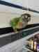 Conure