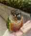 Conure