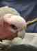Galah Cockatoo