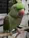 Alexandrine