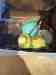 Budgerigar