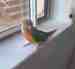 Conure
