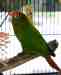 Conure