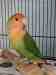 Lovebird