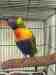 Lory / Lorikeet