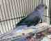 Indian Ringneck Parakeet