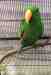 Eclectus
