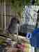 Indian Ringneck Parakeet