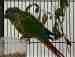 Conure
