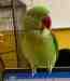 Alexandrine