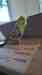 Budgerigar