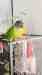 Conure