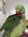 Alexandrine