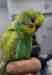 Budgerigar