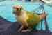 Conure