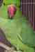 Indian Ringneck Parakeet