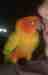 Conure