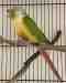 Conure Conure