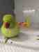Indian Ringneck Parakeet