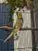 Budgerigar