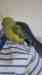 Indian Ringneck Parakeet