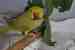 Indian Ringneck Parakeet