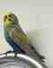 Budgerigar