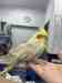 Cockatiel