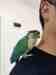 Conure