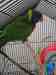 Lory / Lorikeet