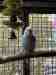 Budgerigar