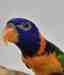 Lory / Lorikeet