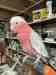 Galah Cockatoo