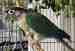 Conure