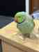 Indian Ringneck Parakeet