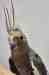 Cockatiel