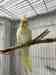 Cockatiel