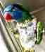 Lory / Lorikeet