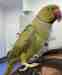 Indian Ringneck Parakeet