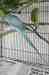 Indian Ringneck Parakeet