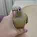 Conure
